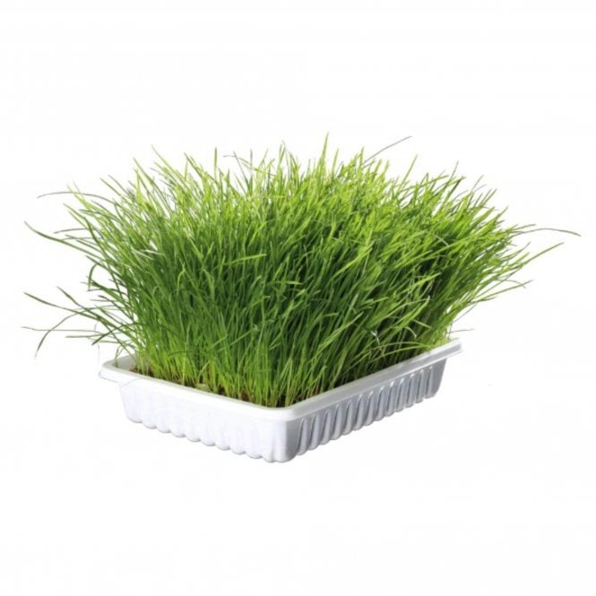 Trixie Soft Grass Bowl 100g