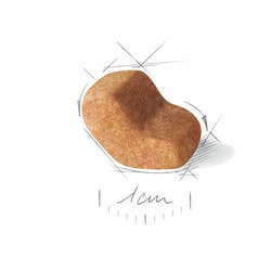 طعام الكلاب الجاف من رويال كانين شيه تزو بوبي 1.5 كجم