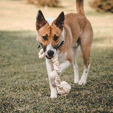 لعبة حبل الكلب 55 سم