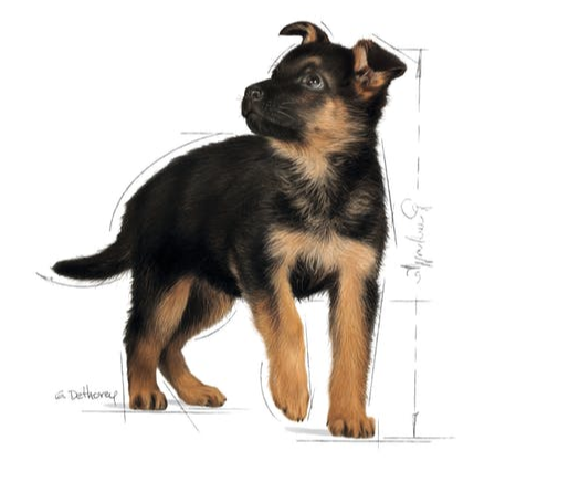 ڕۆیاڵ کانین ماکسی پاپی 10X