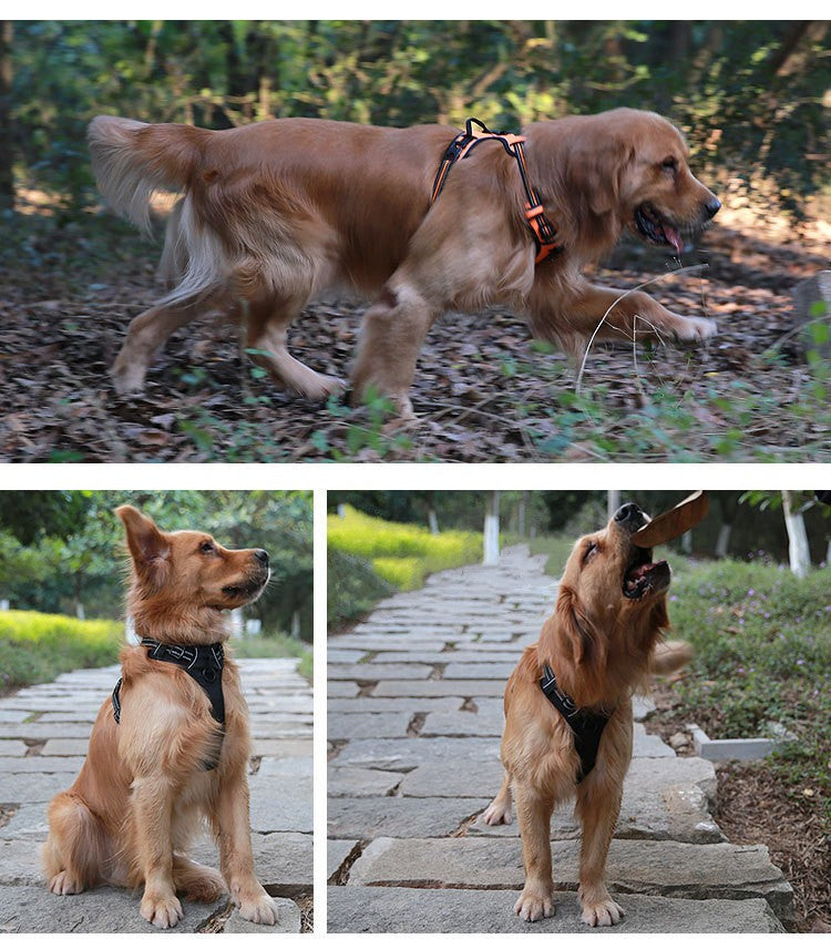 حزام الكلب XL