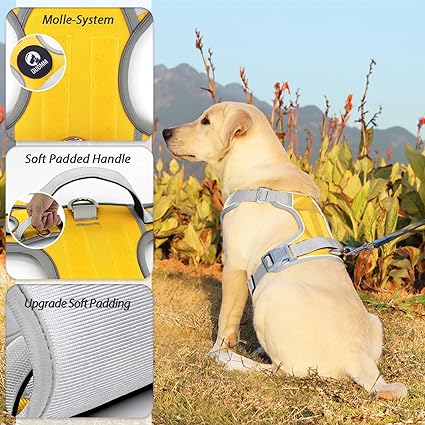 حزام كلب بوكلاي M