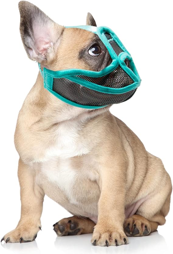 دەم و چاوی بولدۆگی کورتی پووک