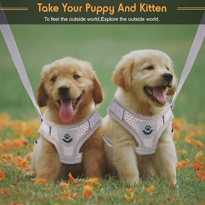 حزام جرو/قطة S