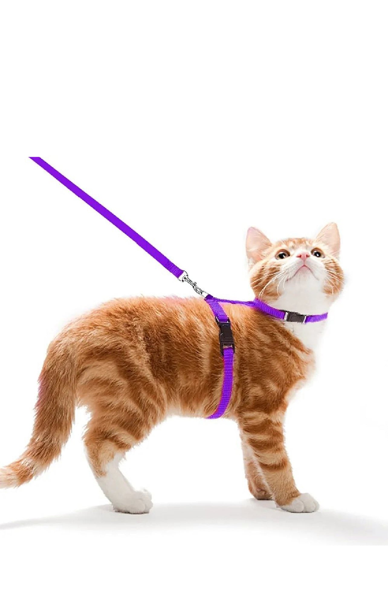 Cat Leash & Harness
