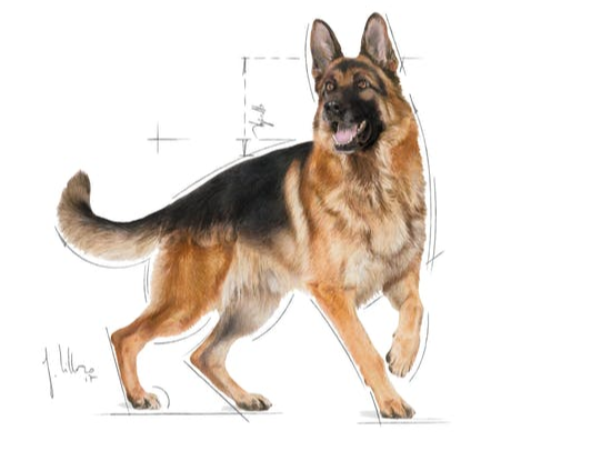 رويال كانين الراعي الألماني البالغ 11 كجم