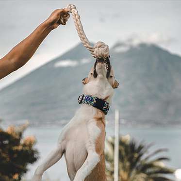 لعبة حبل الكلب 55 سم