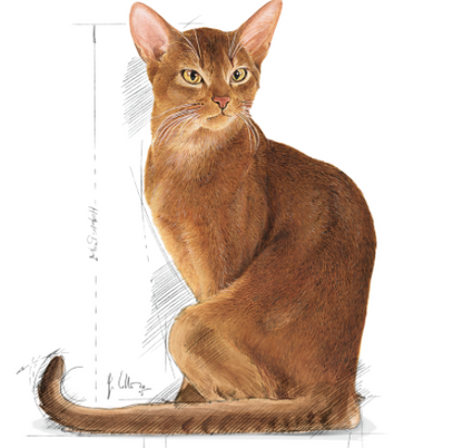 Royal Canin Savour Exigent Fussy Cats 2Kg