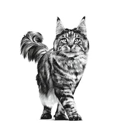 Royal Canin Renal 2Kg