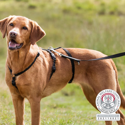 حزام الذعر يبقى XS-S