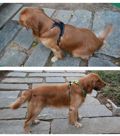 حزام الكلب XL