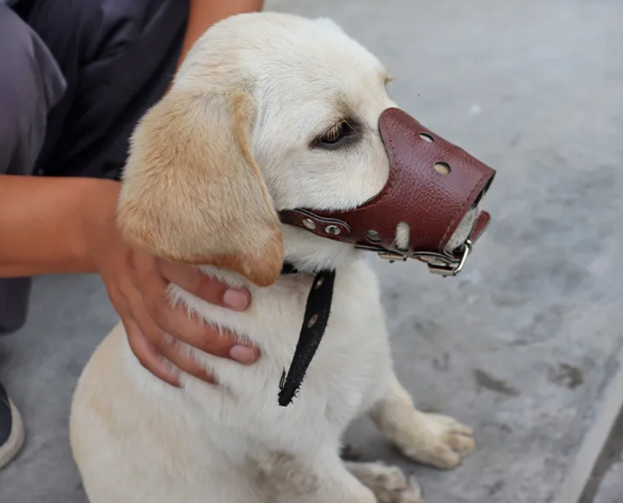 Dog Muzzle brown