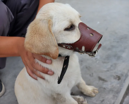 Dog Muzzle brown