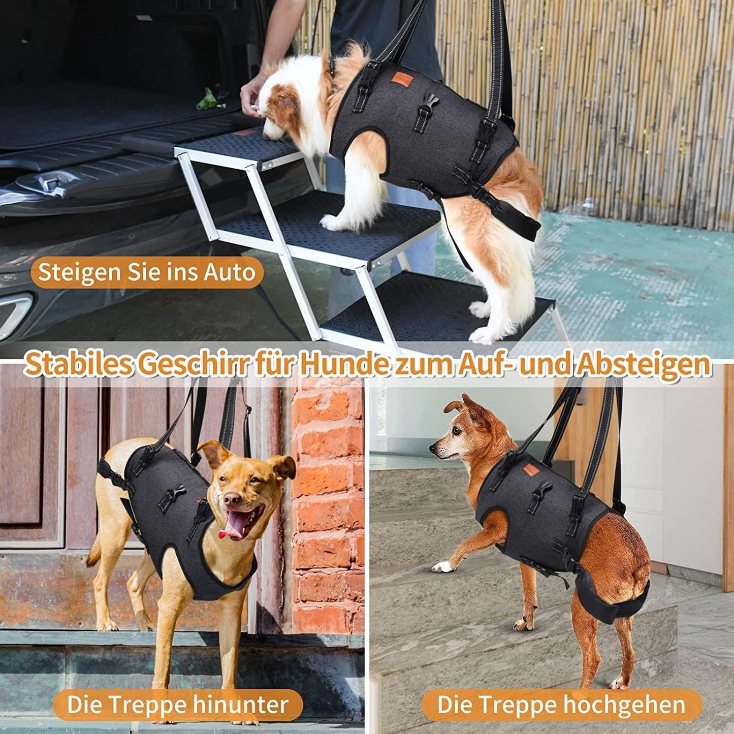 حزام رفع الكلب