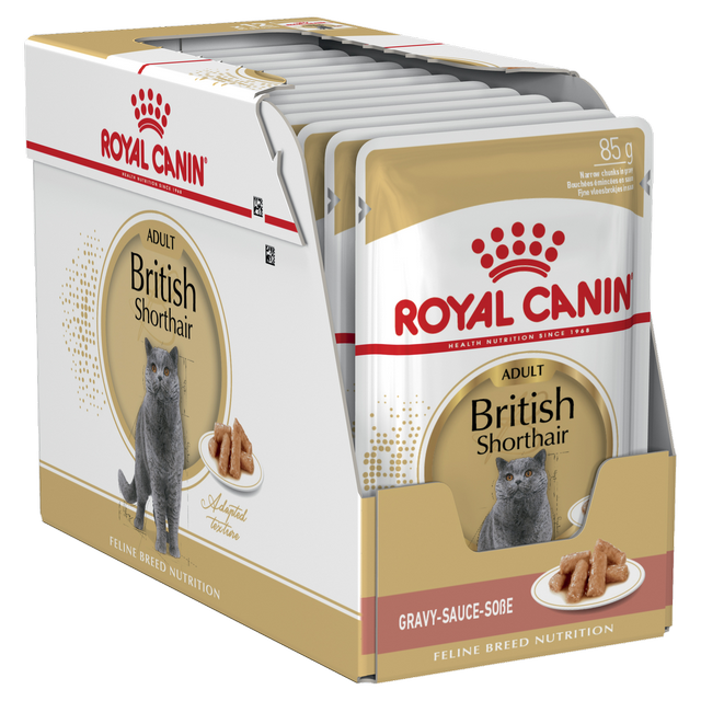 رويال كانين بريتيش شورت هير 12X