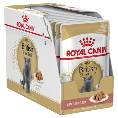 رويال كانين بريتيش شورت هير 12X