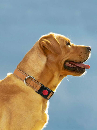 طوق الكلب Taglory S