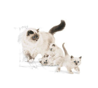 Royal Canin kitten Sterilized 2Kg
