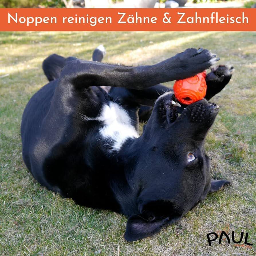 لعبة الكلب بول