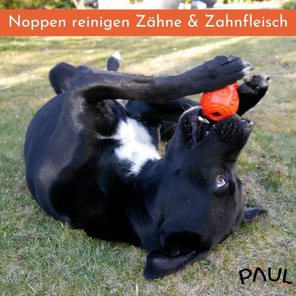 لعبة الكلب بول