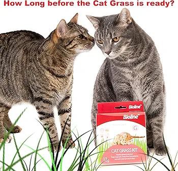 Bioline Cat Grass Kit 12g