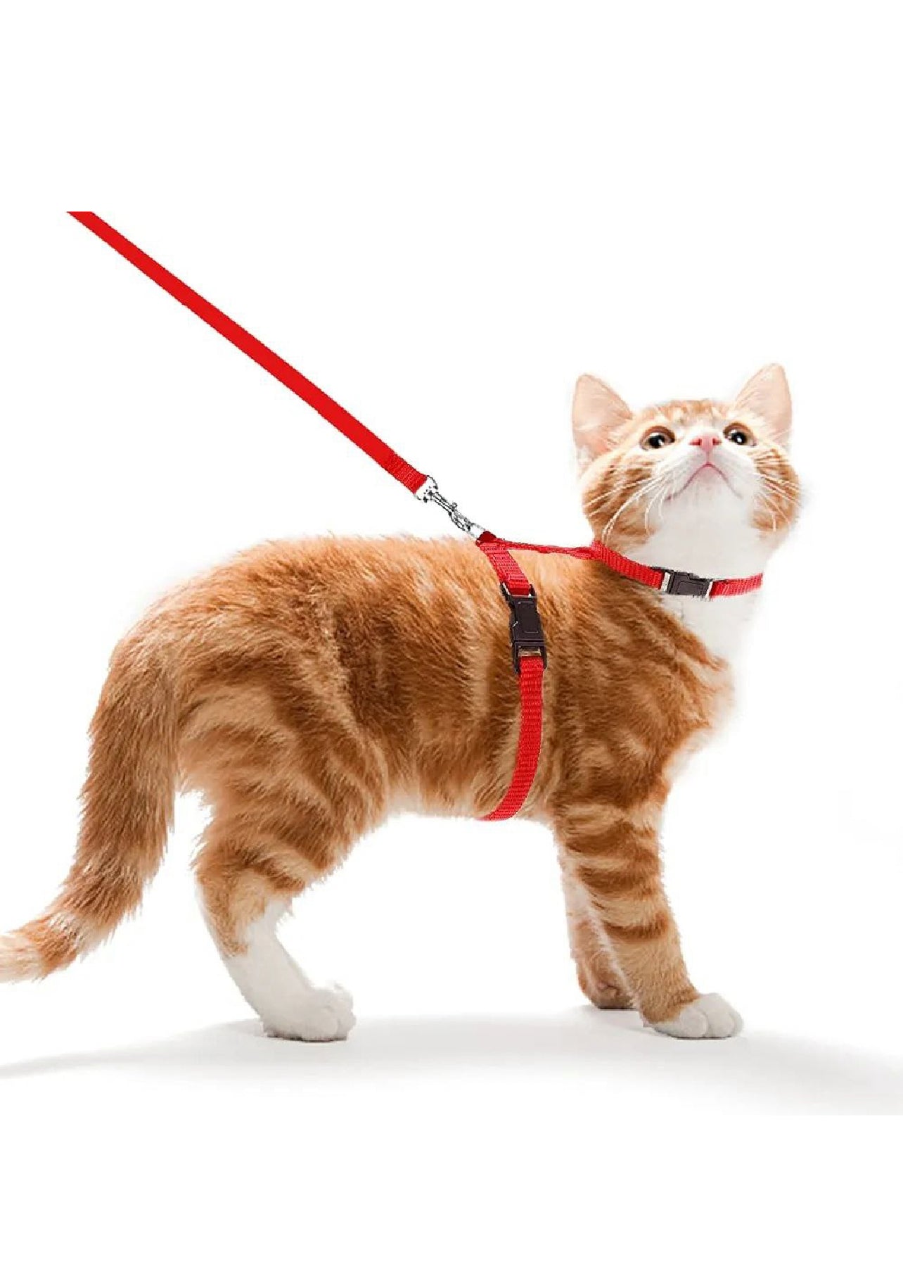 Cat Leash & Harness